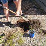 Planting trees for National Tree Day
