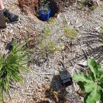 Planting trees for National Tree Day