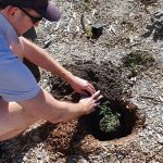 Planting trees for National Tree Day
