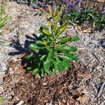Banksia planted for National Tree Day