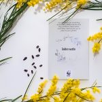 Golden Wattle for National Tree Day